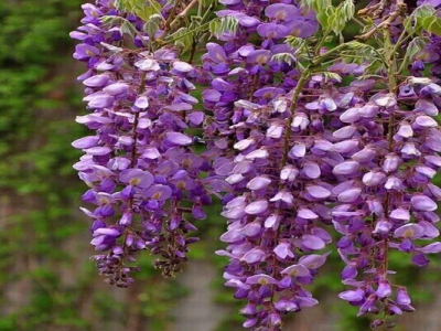 紫藤花的種子什么時(shí)候熟？