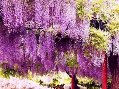 中國紫藤和日本紫藤的區(qū)別是什么？