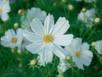 波斯菊和格?；ǖ膮^(qū)別是什么？