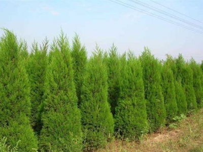 塔柏和圓柏的區(qū)別是什么？