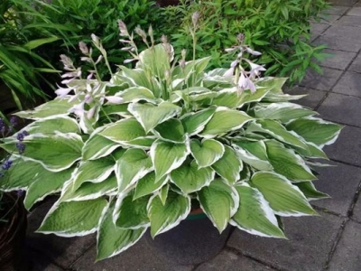 宿根花卉和多年生花卉的區(qū)別是什么？