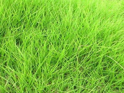 狗牙根和馬尼拉區(qū)別是什么？
