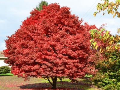 雞爪槭和紅楓的區(qū)別是什么？