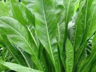 菊苣牧草是幾年生植物？