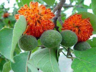 構(gòu)樹種子什么時候種植最好？