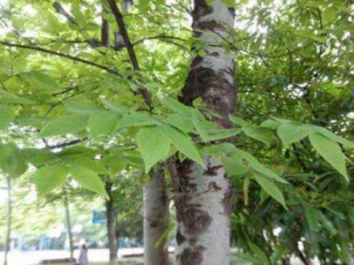 櫸樹種子什么時候種植？