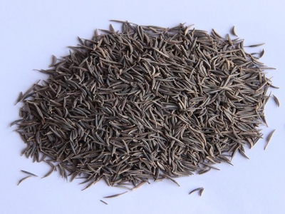 波斯菊適合每個季節(jié)種植嗎？