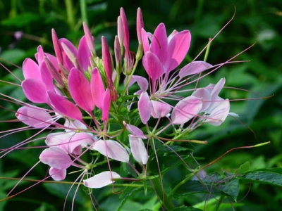醉蝶花花期多少天？