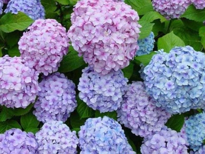 繡球花種子幾天發(fā)芽？