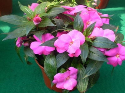 鳳仙花種子幾天才能發(fā)芽？