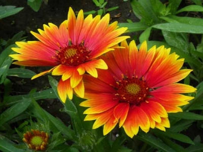 天人菊種子幾天發(fā)芽？