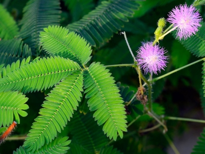 含羞草種子幾天發(fā)芽？