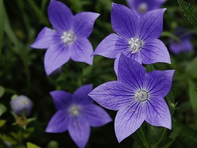 桔梗種子幾天發(fā)芽？
