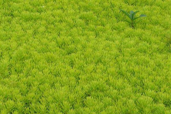佛甲草.jpg