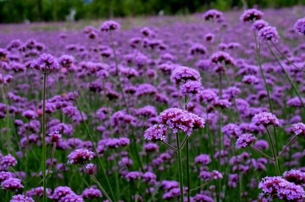紫花苜蓿4.jpg