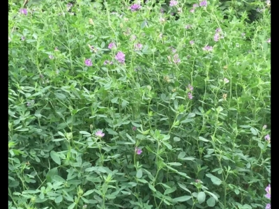 紫花苜蓿好還是黑麥草喂鴨好