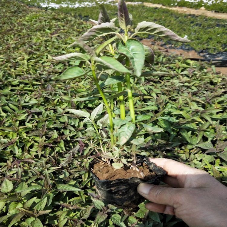 月見草