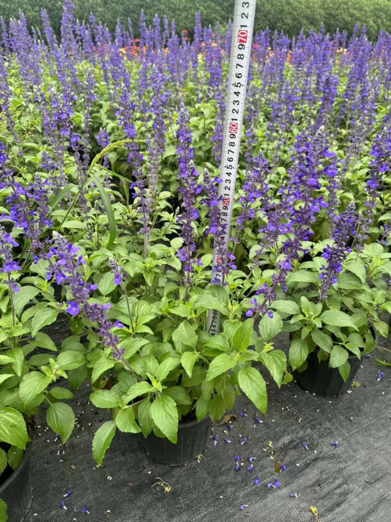 鼠尾草盆栽容器苗開花時(shí)期