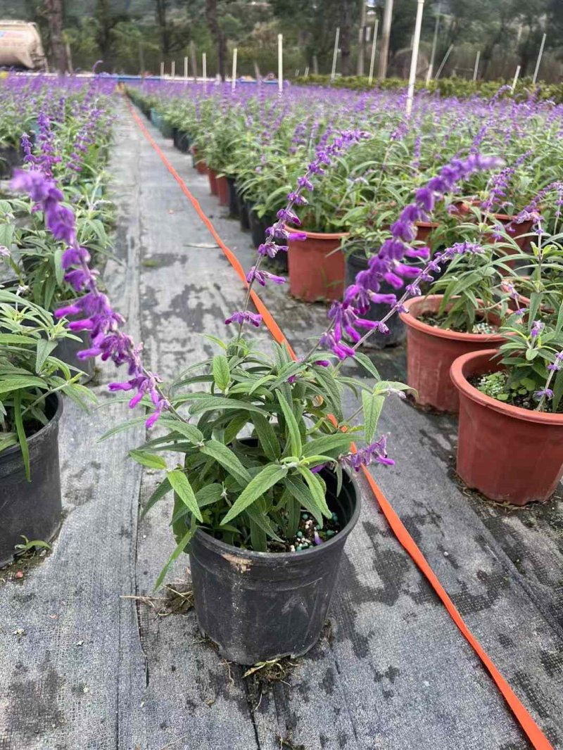 鼠尾草盆栽容器苗開花時(shí)期