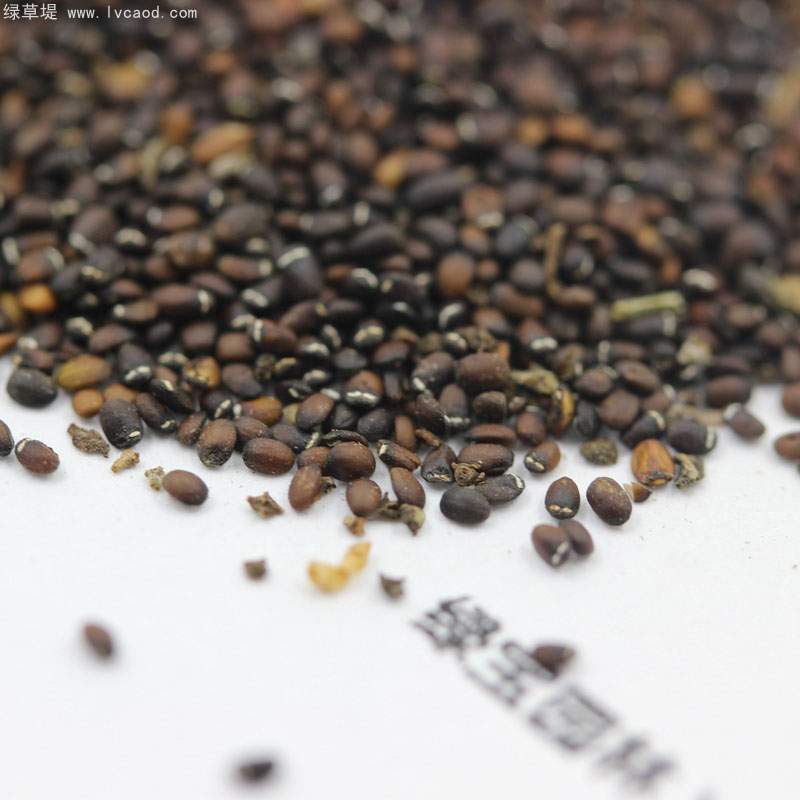 薄荷種子