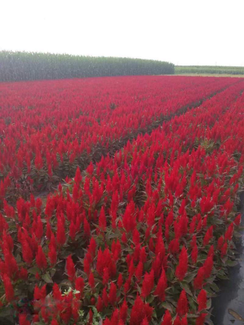 雞冠花