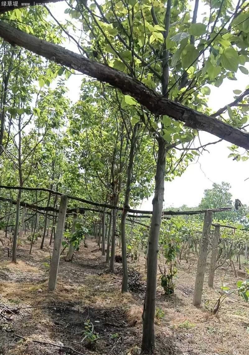 拐棗樹(shù)