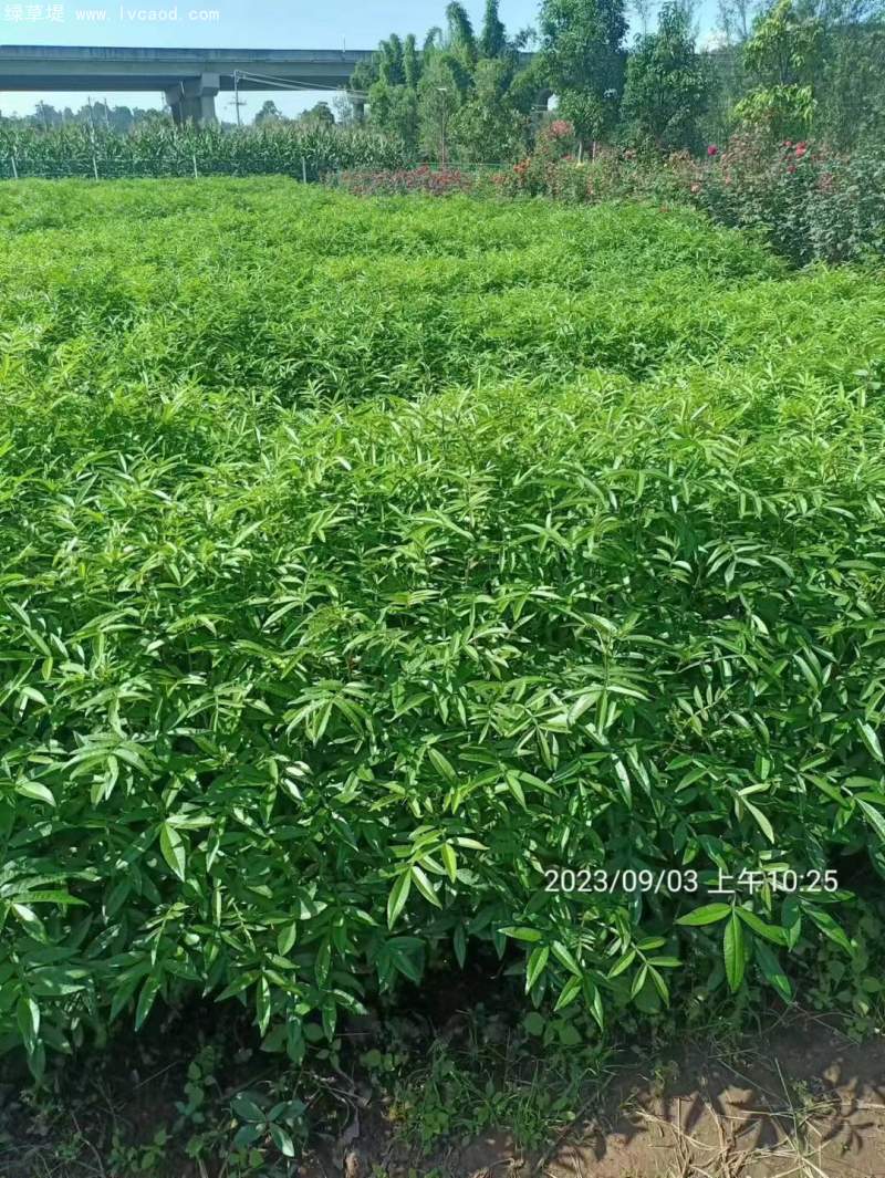 花椒苗花椒樹(shù)苗