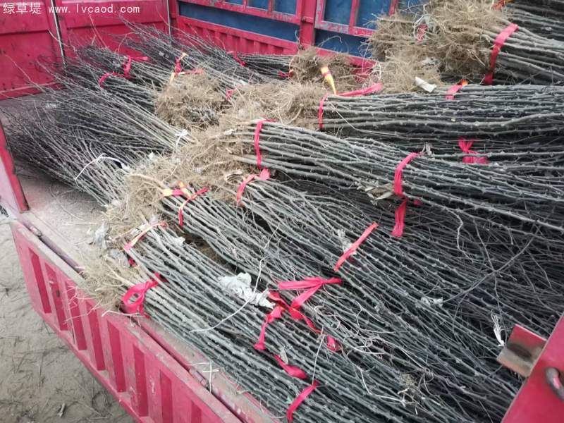 花椒苗花椒樹(shù)苗