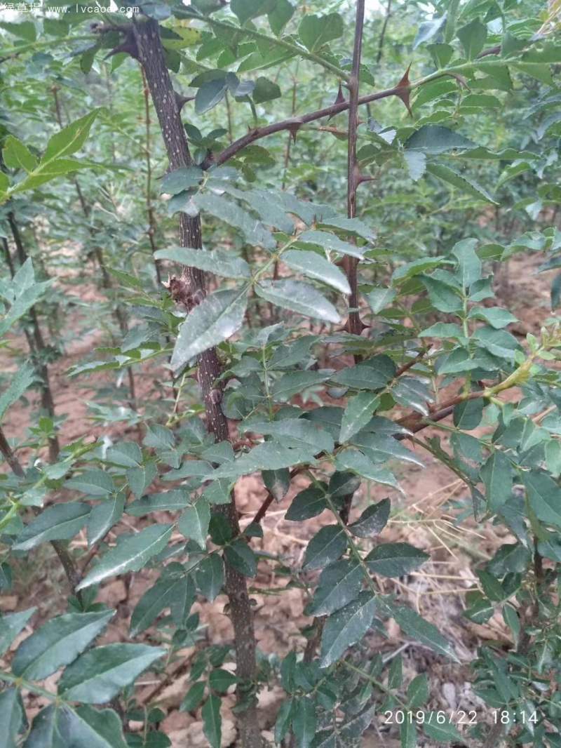 花椒苗花椒樹(shù)苗