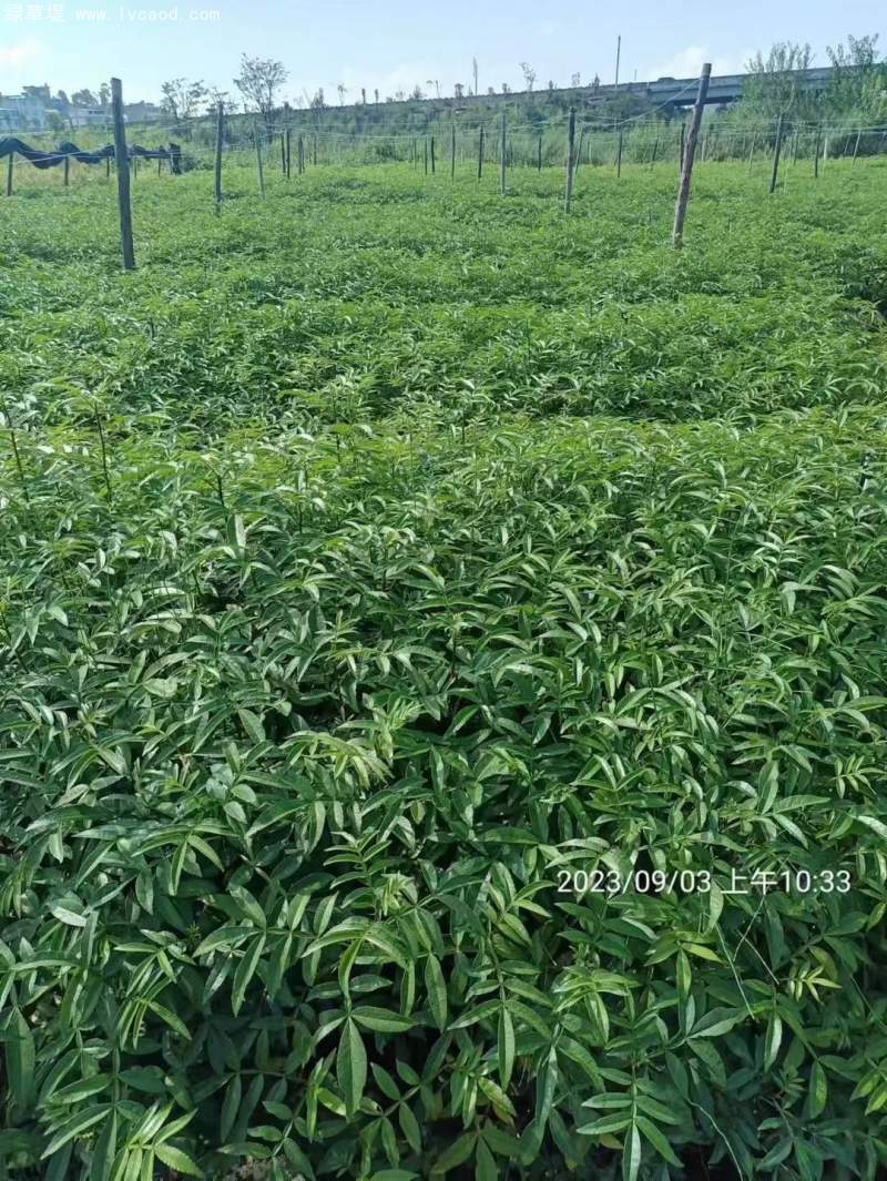 花椒苗花椒樹(shù)苗