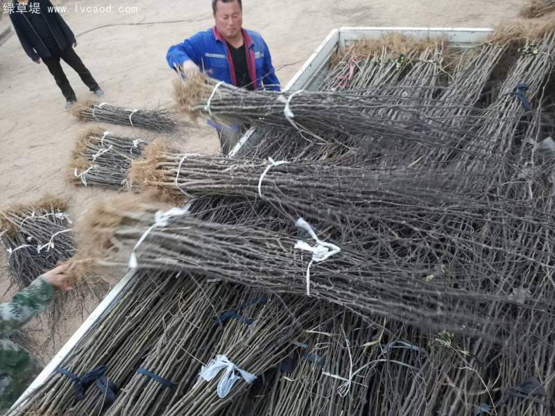 花椒苗花椒樹(shù)苗