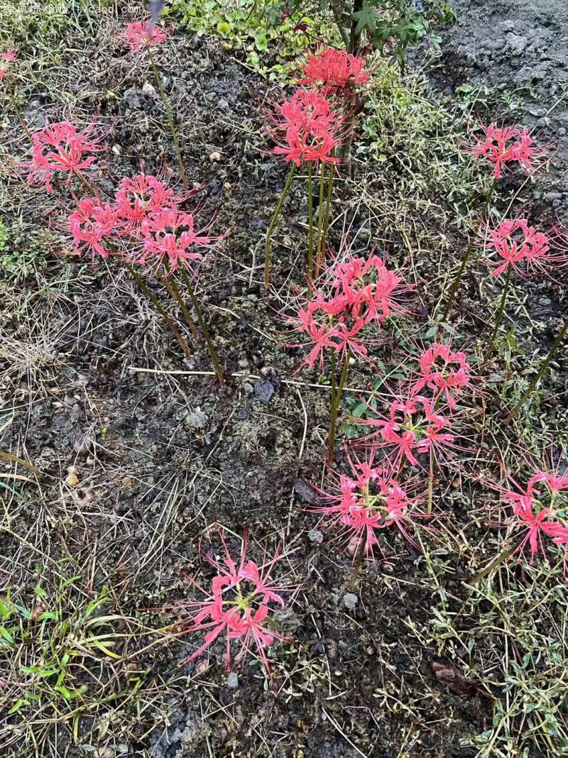 石蒜開花