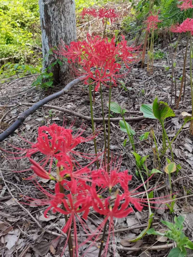 石蒜開花