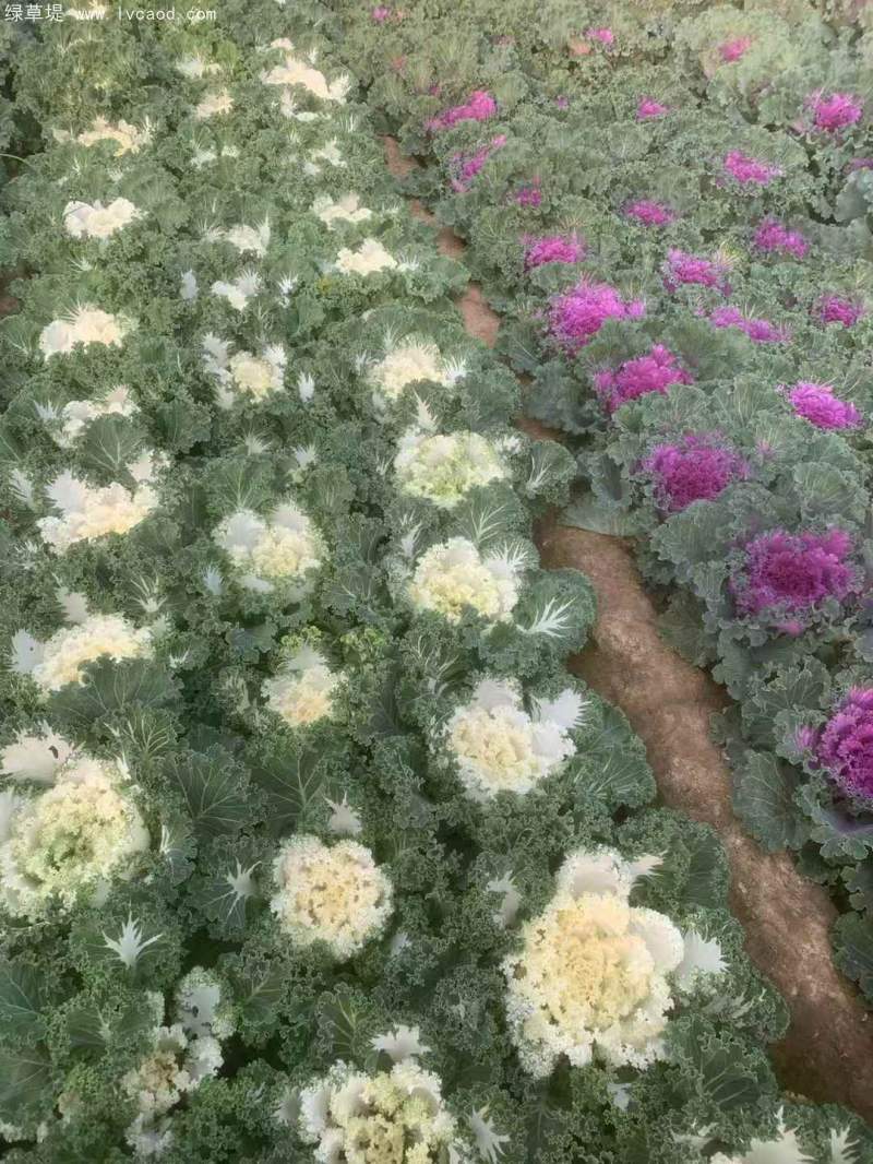 羽衣甘藍盆栽