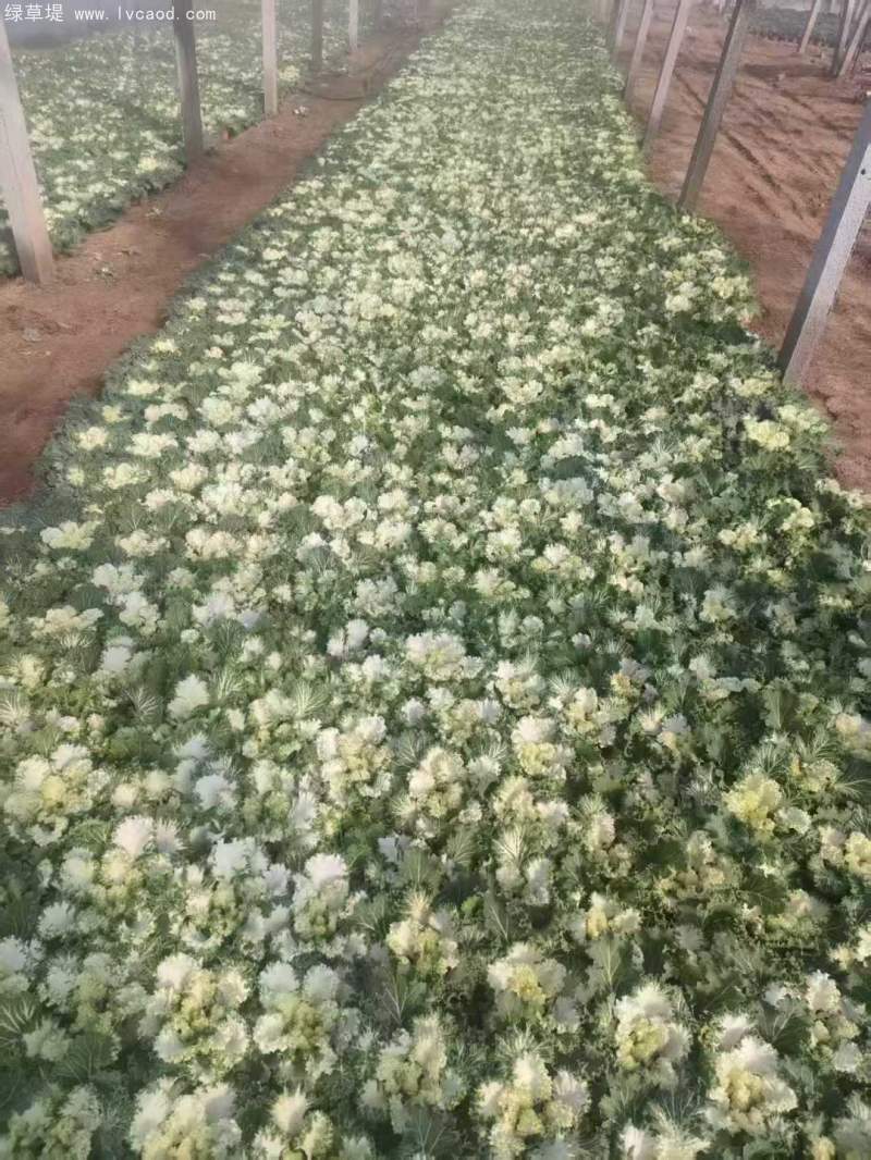 羽衣甘藍盆栽