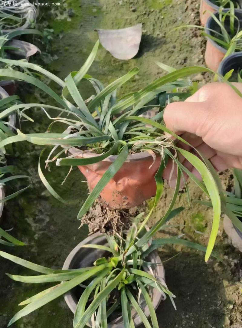 蘭花三七