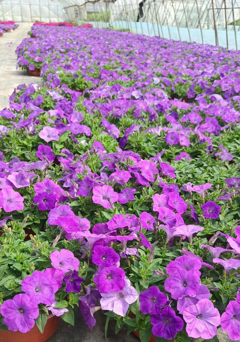 牽牛花盆栽