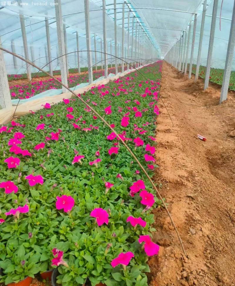 牽牛花盆栽