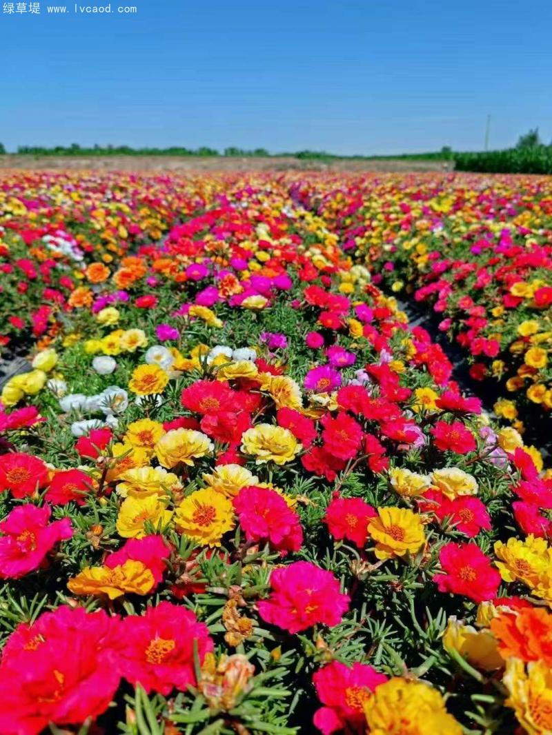 太陽(yáng)花