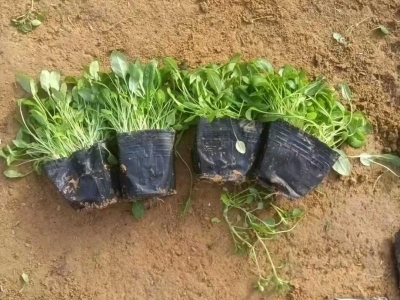 月見(jiàn)草盆栽